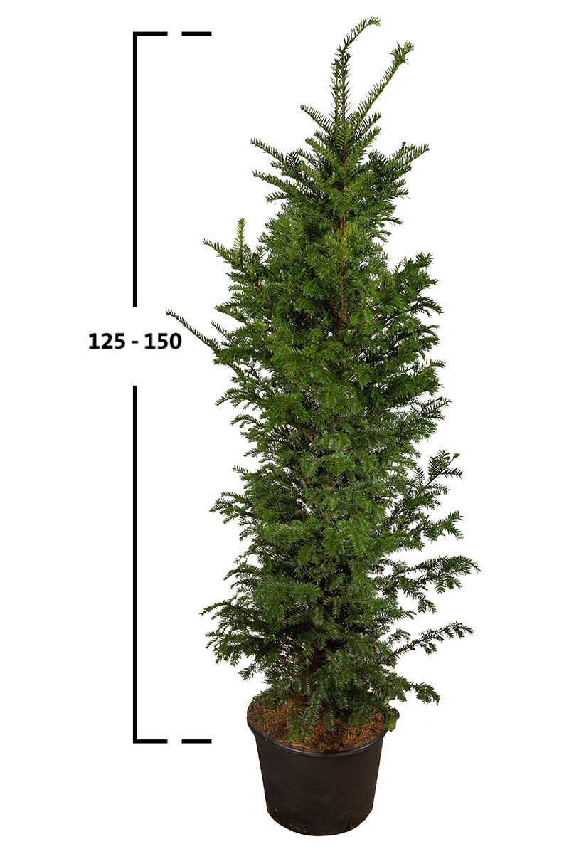 Taxus baccata struik