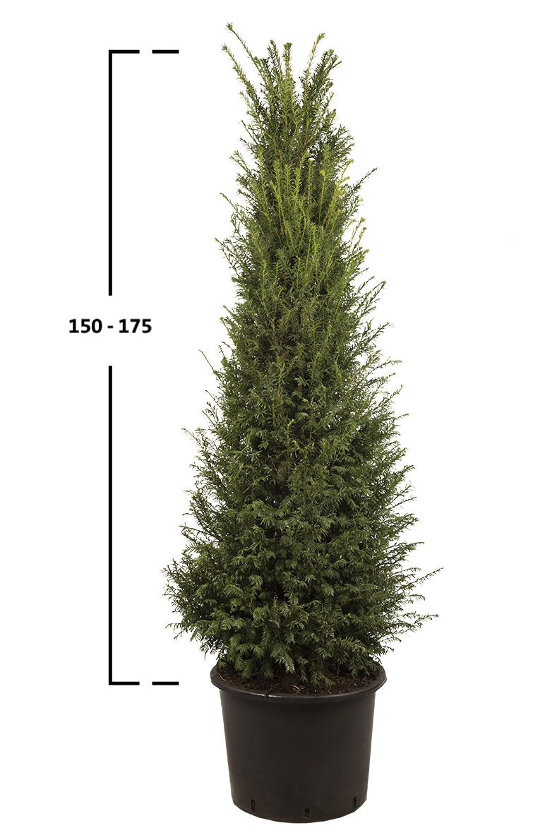 Taxus baccata struik