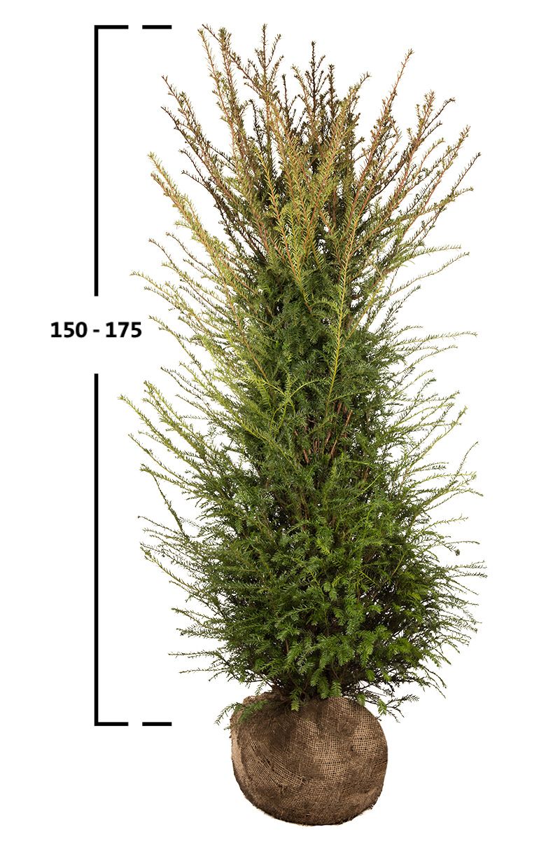 Taxus baccata struik