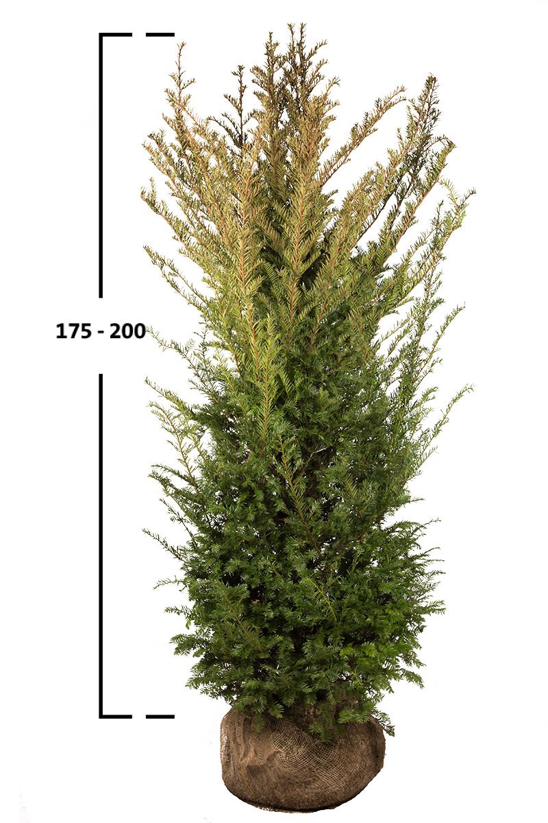 Taxus baccata struik