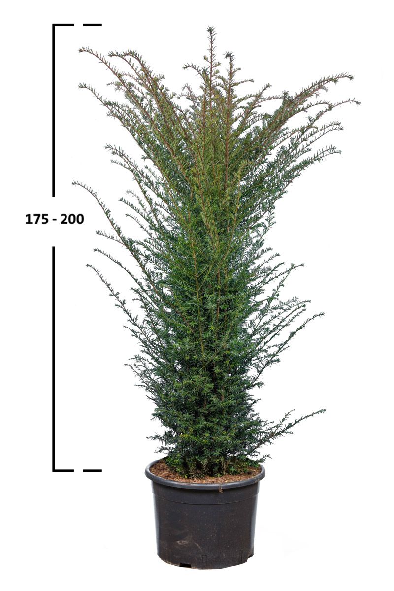 Taxus baccata struik