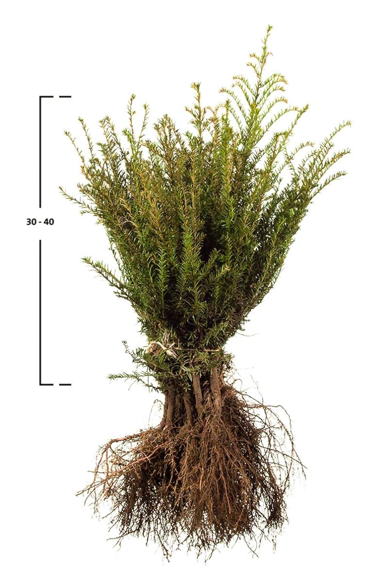 Taxus baccata struik