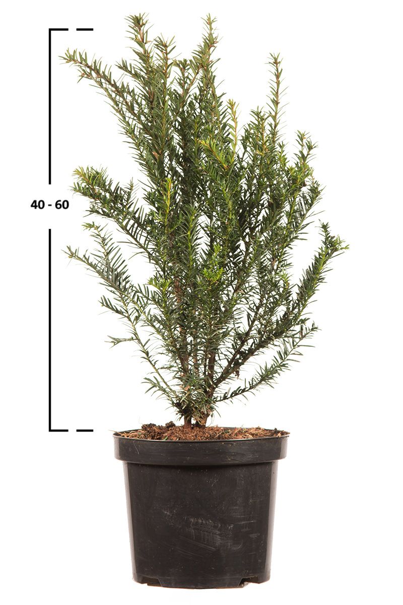 Taxus baccata struik