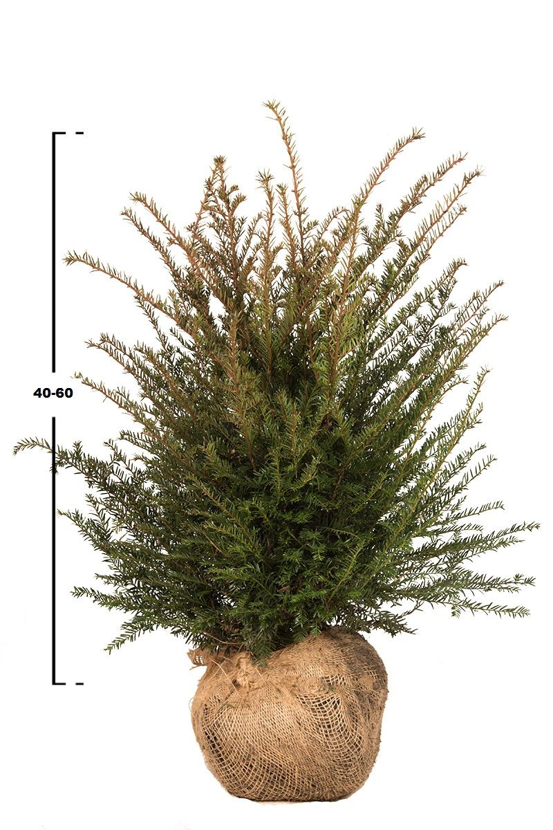 Taxus baccata