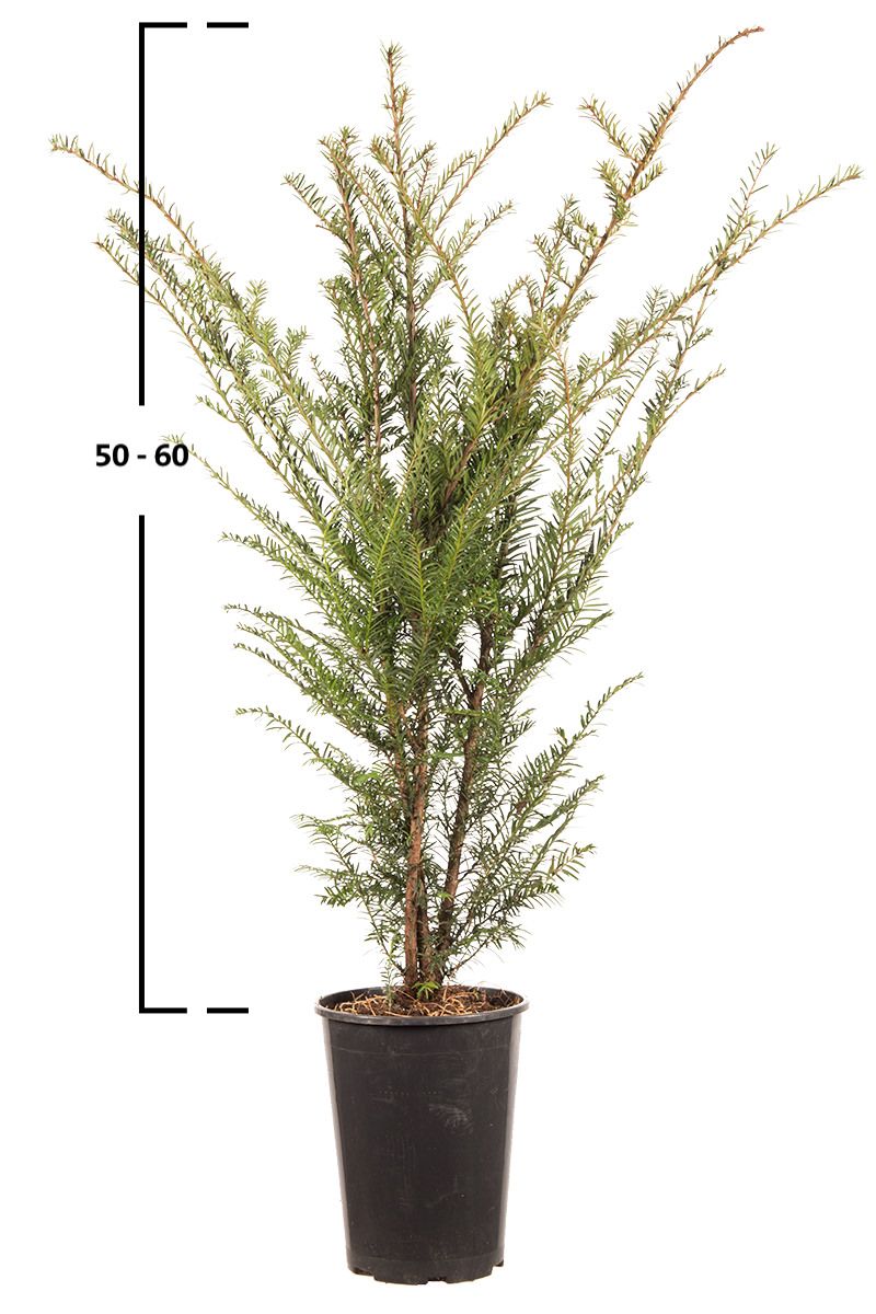 Taxus baccata struik