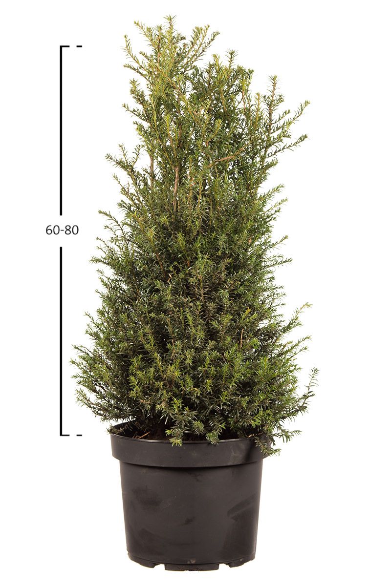 Taxus baccata struik