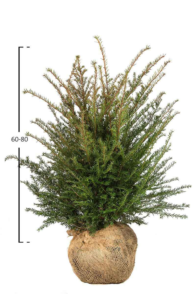 Taxus baccata struik