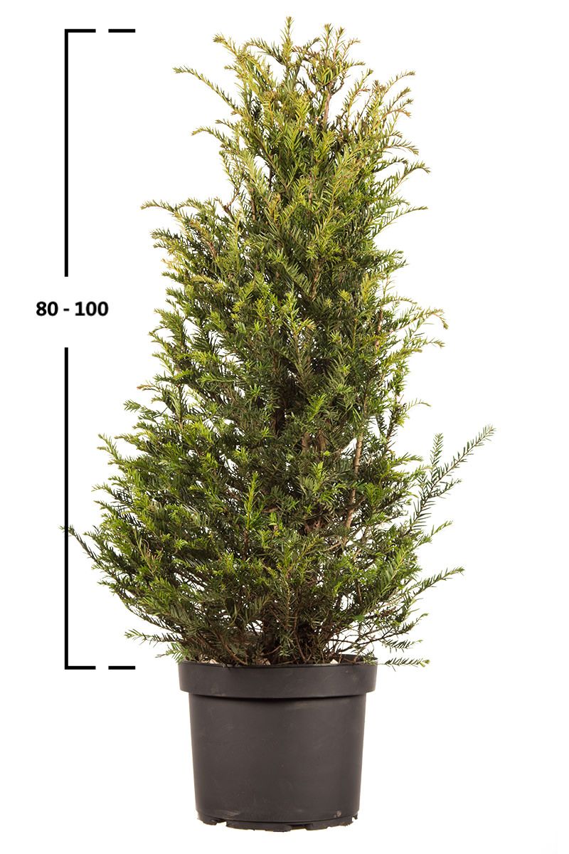 Taxus baccata struik