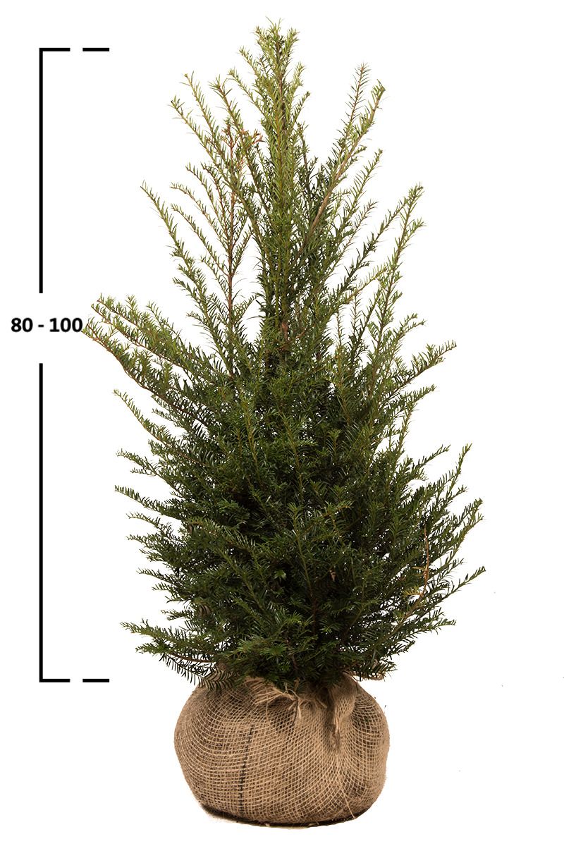 Taxus baccata struik